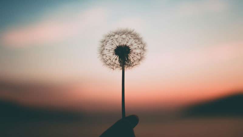 Survival-to-peace